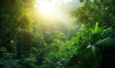Obraz premium A lush, misty forest under a bright sun. A serene environment for wildlife.