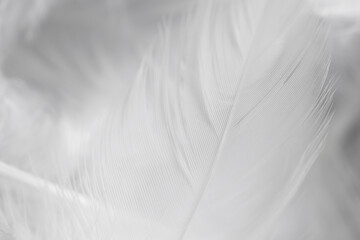 Obraz premium Beautiful white feathers as background, closeup view
