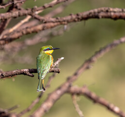 Little bee-eater
