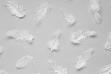 Beautiful feathers on light grey background, flat lay