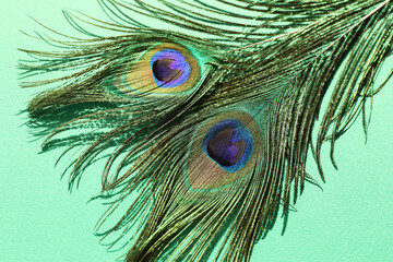 Naklejka premium Two beautiful peacock feathers on turquoise background, top view