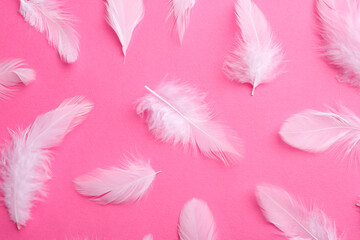 Beautiful fluffy feathers on pink background, flat lay