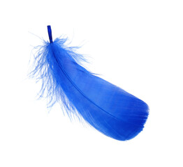 One fluffy blue feather isolated on white