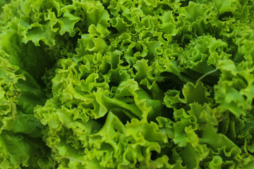 green texture of lettuce leaf vegetable (Lactuca sativa) for background. close up lettuce