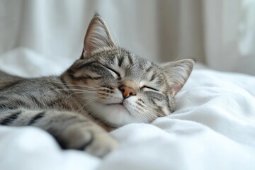 Obraz premium A domestic cat is resting on a comfortable bed with white sheets