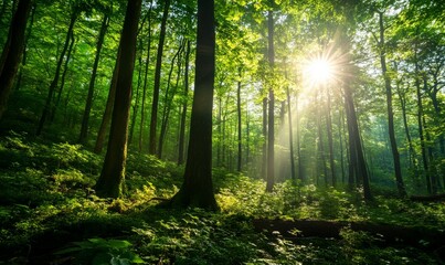 Obraz premium A lush, misty forest under a bright sun. A serene environment for wildlife.