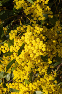 Bright yellow blossoms illuminated by gentle sunlight in Australia