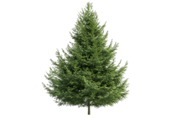 Evergreen Tree: Isolated PNG, Transparent Background