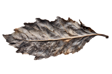 Dried Leaf Texture, Transparent Background