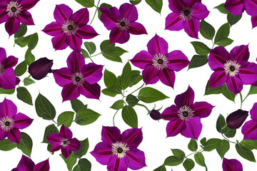 Purple Clematis Blooms, Transparent Background