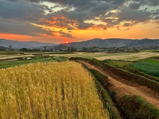 Fototapeta premium Madagaskar ricefield sunset