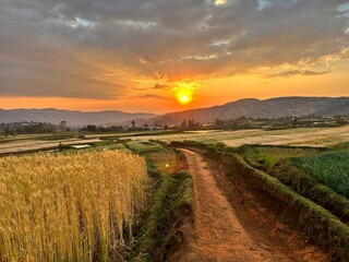 Sunset Ricefield Madagaskar 