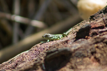 Obraz premium lizard on the tree