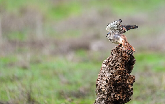 Common Kestrel Preparing To Fly  