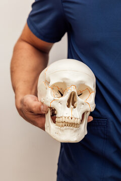 Healthcare professional holding anatomical skull model
