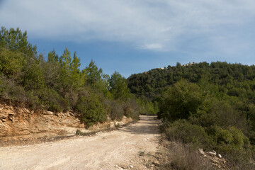 Roads for travel through the forest with fresh air