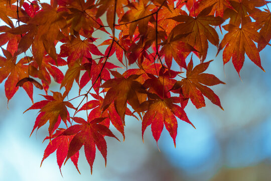Japanese Maple in fall