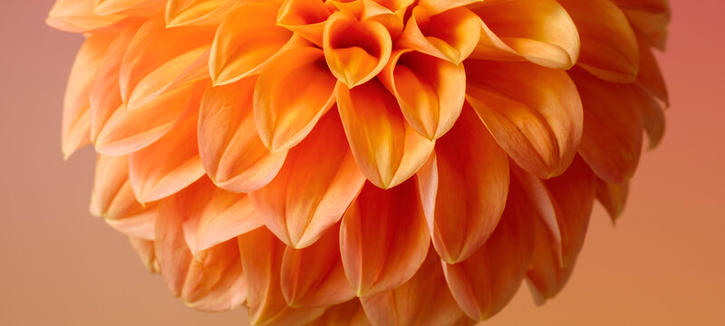 Flower petals texture