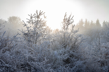 Winter landscape. Frost morning in mountains.