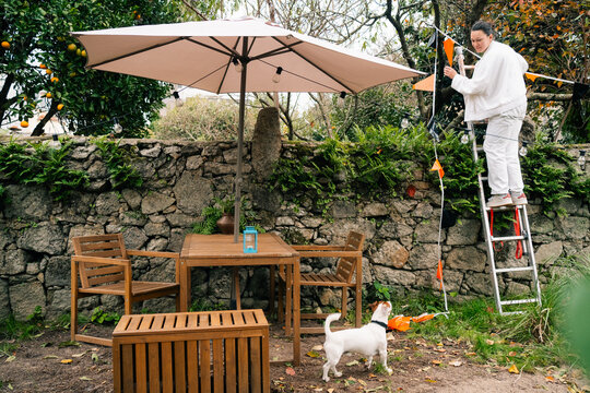 Outdoor Decoration Setup with Ladder and Dog