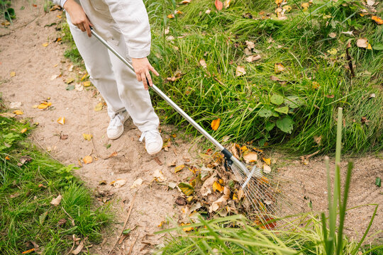 Person Raking Fallen Leaves in a Green Garden