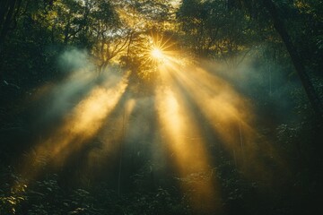 Obraz premium Sunlight illuminates a forest scene with trees and foliage