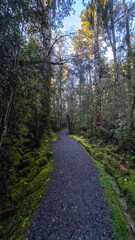 Hokitika tree walk scenery in the West Coast dense huge native rimu forest
