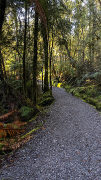 Hokitika tree walk scenery in the West Coast dense huge native rimu forest