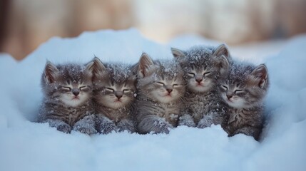 5 frozen kittens are sitting in the snow and huddle together to keep warm from the cold
