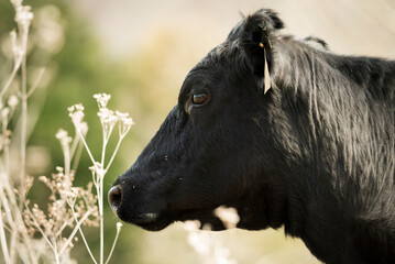 Fototapeta premium Profile of a Black Cow