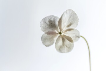 A single white flower sitting in a vase on a table, great for decorating or as a centerpiece