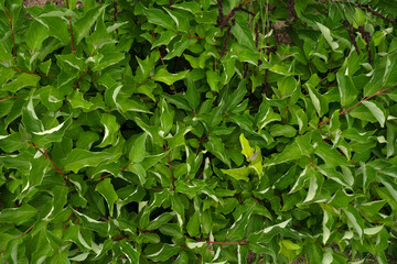 Natural texture and pattern. Closeup view of Cornuas alba, also known as Tatarian dogwood, red stems and green leaves.