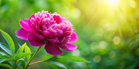 Fototapeta premium Peony in Fuchsia Color Against Summer Green Leafy Backdrop with Soft Garden Light Effect