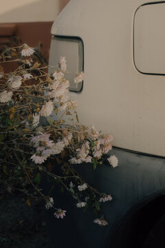 Fototapeta Blooming Flowers Against Vintage Car