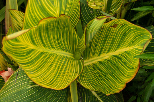 Top view of a Canna indica, also known ad Achira zebrina, yellow and green leaves