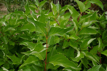 Closeup view of Cornuas alba, also known as Tatarian dogwood, red stems and green leaves.