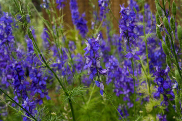 Closeup view of Consolida regalis, also known as larkspur, blue flowers blooming in the garden meadow