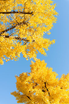 Yellow tree