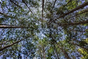 日本の針葉樹ヒノキの森