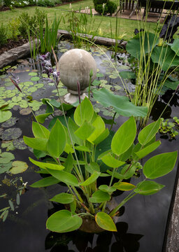 Exotic aquatic plants and garden design. Closeup view of beautiful Thalia dealbata, also known as hardy water canna, green foliage and closed purple flowers blooming in the pond in the garden