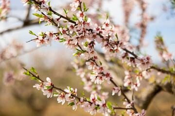 Image of a flowering branches of an almond tree in a spring garden. Close-up image