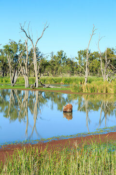 Dead gum trees in the Murray River. Riverland. South Australia.