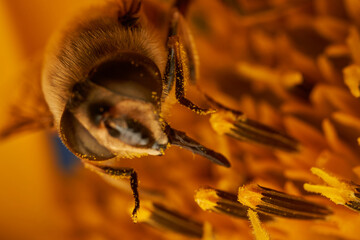 Fototapete bei efototapeten.de bestellen   