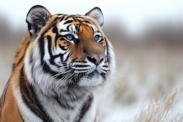 Obraz premium Close-up view of a tiger's face in a natural environment