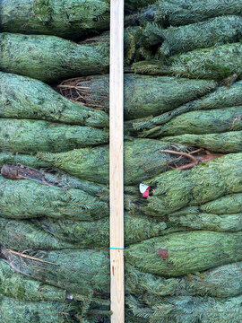 x mas trees