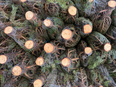 x mas trees