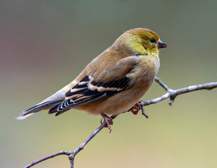 Gold Finch Perched