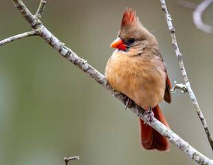 Female Cardinal Perched