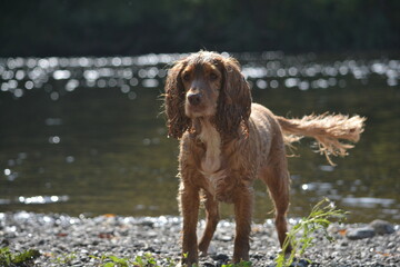 golden cocker spaniel puppy