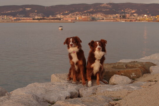 Two dogs are sitting on a rock by the water at Trieste Italy
